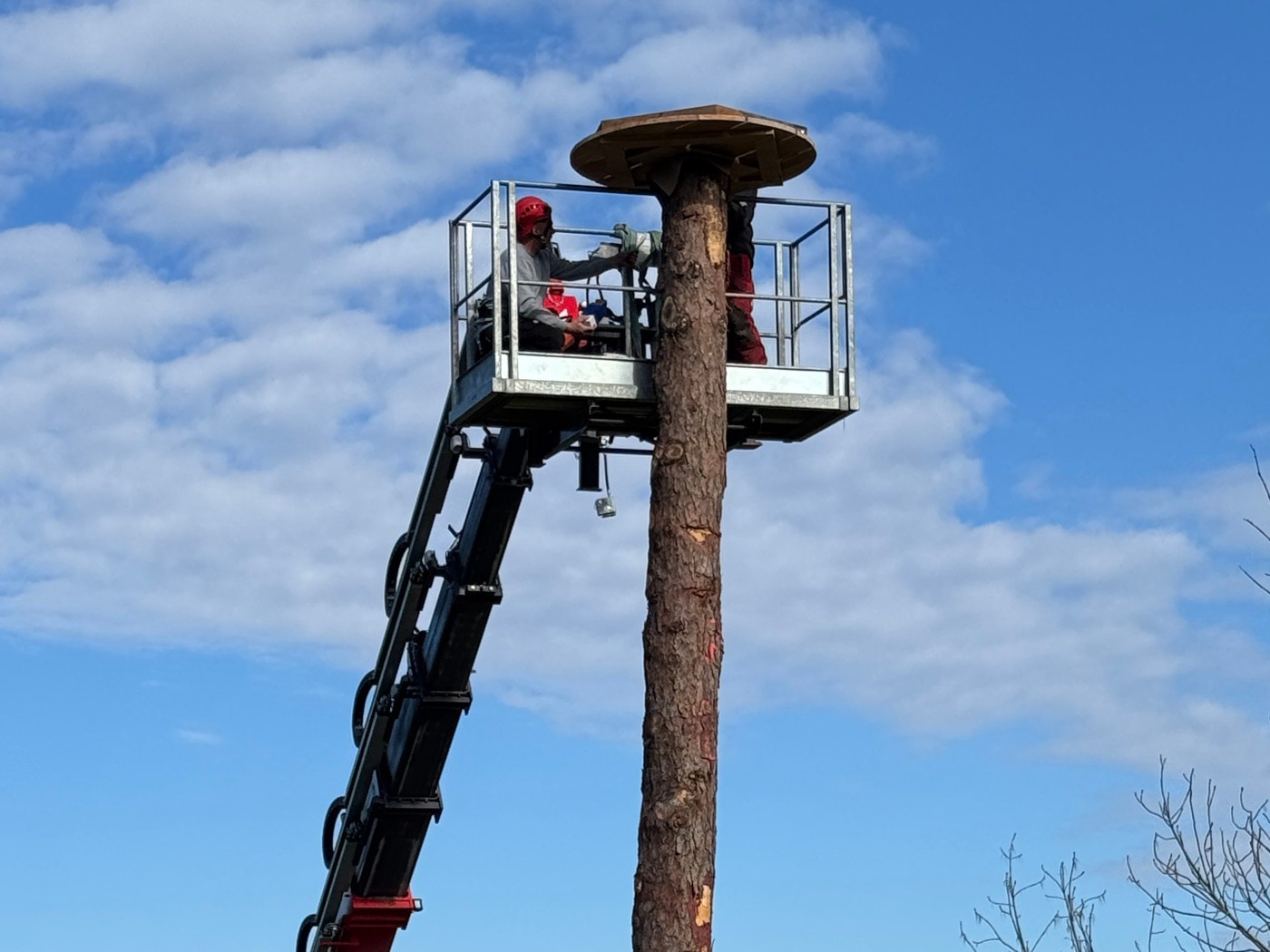 20250320 Storch 08.jpg